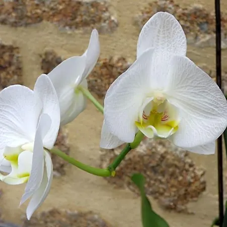 Orchidées Bed and breakfast